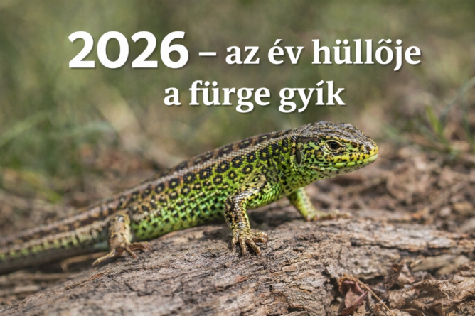 2026, az év hüllője a fürge gyík, illusztráció, a kép tulajdonosa bognár géza