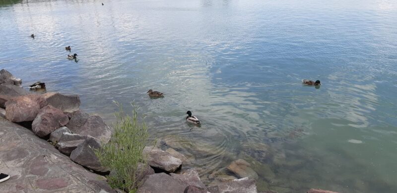 tőkés récék a balatonban, balatonalmádi sétény, illusztráció, a kép tulajdonosa bognár géza