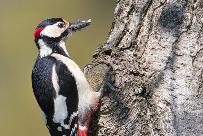great spotted woodpecker 7167422 1280