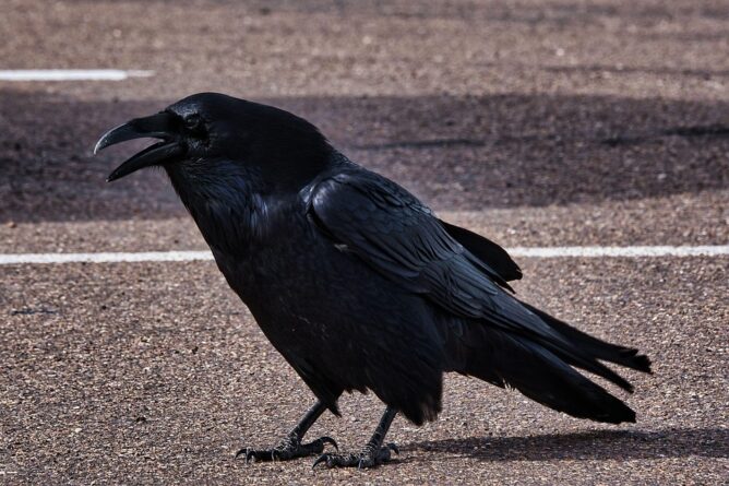 holló, illusztráció, pixabay, mototravellers