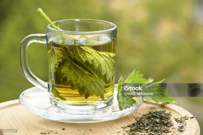 nettle tea in glass. fresh and dry nettle.