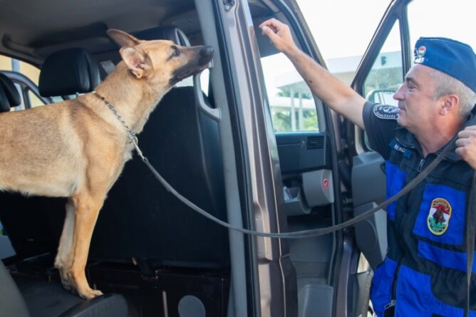 lead purecse tamas süti kutya 20250813 szg (6) másolata