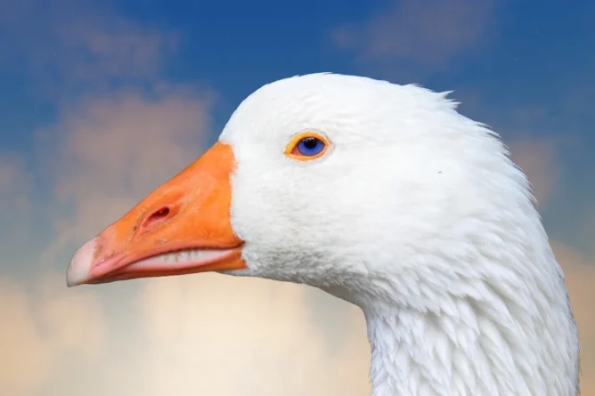 lúd, liba, illusztráció, pixabay, hansbenn