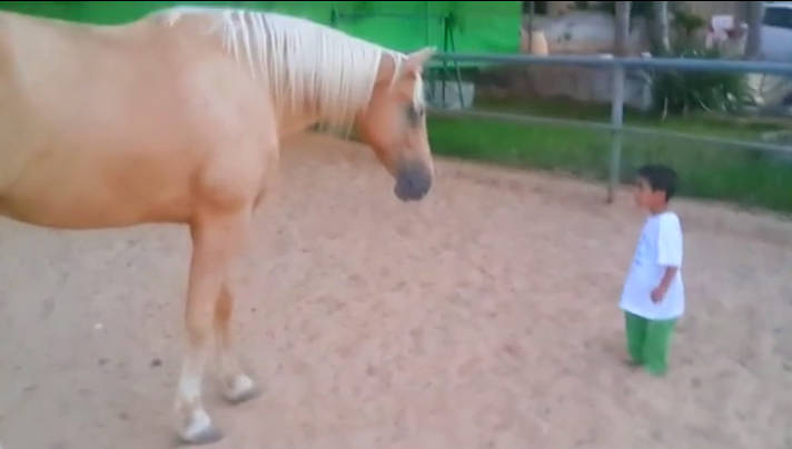 A kisfiú veszélyesen közel kerül a ló lábához… de amit az édesanyja videóra vett, az hihetetlen!