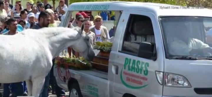 A ló megszimatolja a zárt koporsót… a reakciója, miután felfedezi, hogy ki fekszik benne, megsiratja a gyászolókat - VIDEÓ