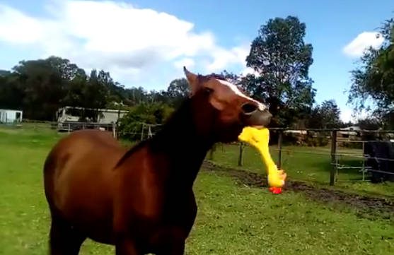 A ló talál egy sárga gumikacsát a legelőn… a #00:17 másodpercnél már fájt a hasam a nevetéstől! - VIDEÓ