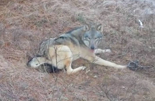 A vadász meglátja a csapdába esett farkast… aztán valami nagyon kockázatos dolgot tesz!