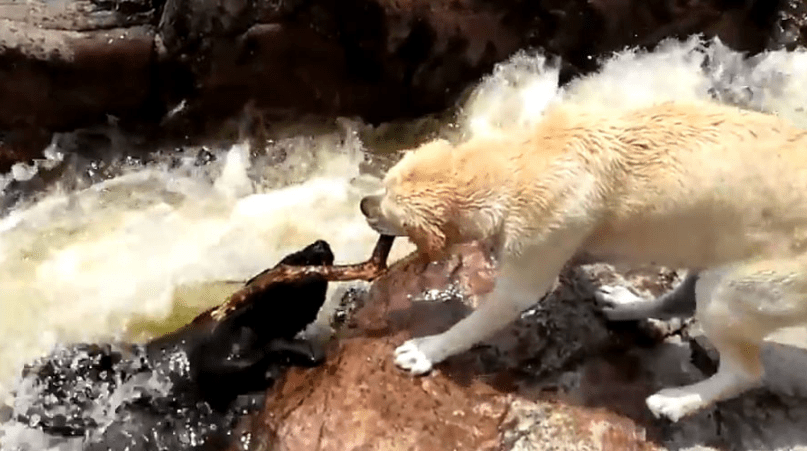 Hősies videó: bottal halászta ki társát az örvénylő vízből egy kutya