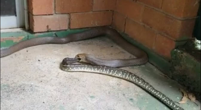 Szörnyű videó! Egészben nyelte le társát az óriáskígyó - VIDEÓ