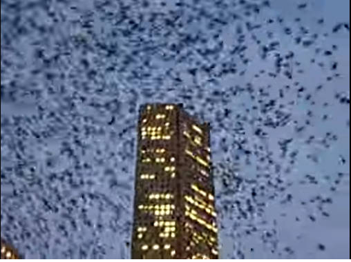 Apokaliptikus madárinvázió Texasban - VIDEÓ