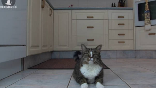 Ez a macska bekerült a Guinness Rekordok Könyvébe, “a legokosabb macska a világon” címmel… (érteni fogod, hogy miért)! - VIDEÓ