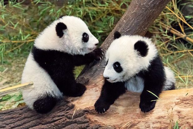 Zabálni valóan aranyosak: Így hemperegnek a Bécsi Állatkertben a bébipandák - VIDEÓ