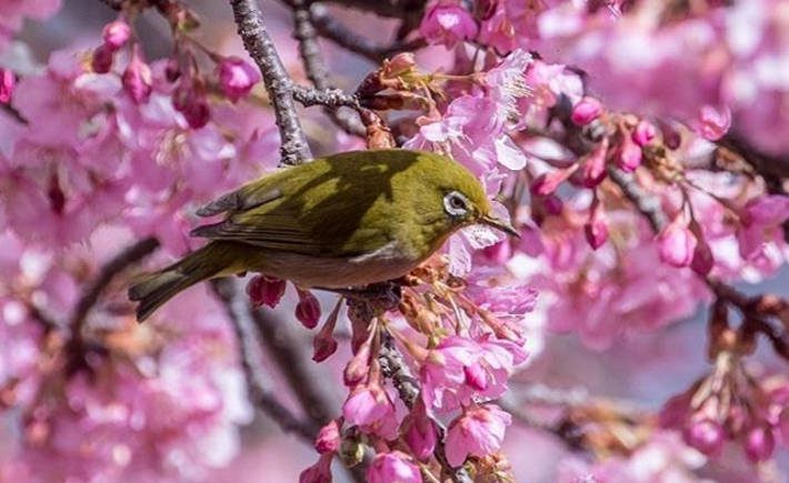 Rózsaszínbe borította a japán várost a februári cseresznyevirágzás