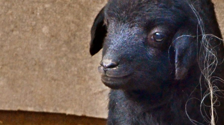 Cukorfalat fekete bárány született a Budakeszi Vadasparkban