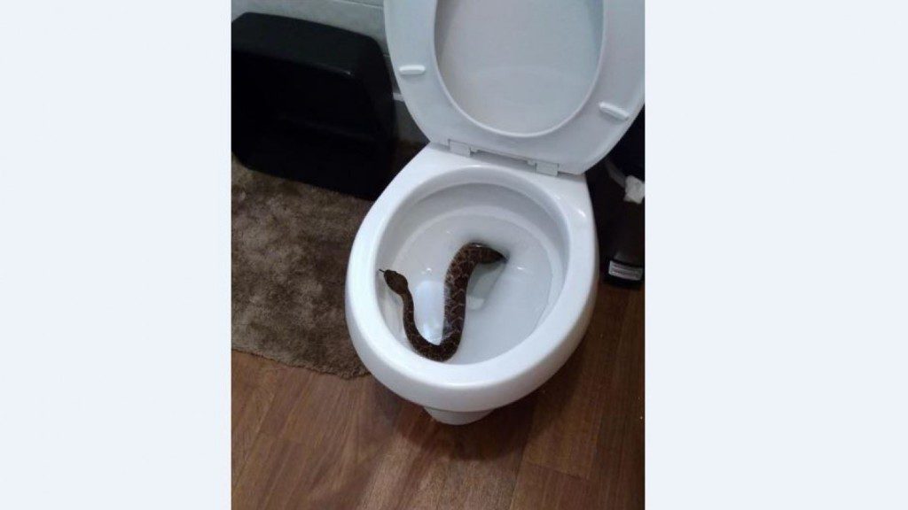 Csörgőkígyó bújt elő a vécékagylóból