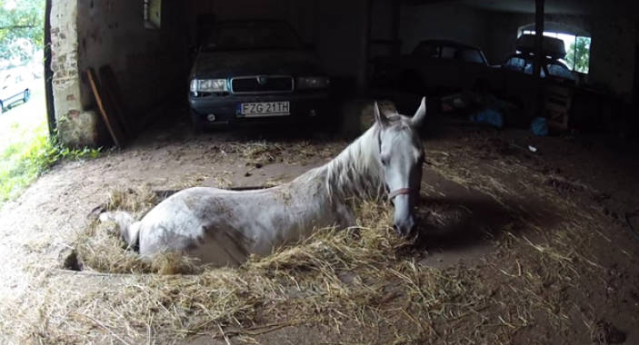 A ló fülébe suttogta, hogy nem fog meghalni… Nézd mit csinált ekkor a lábával… - VIDEÓ