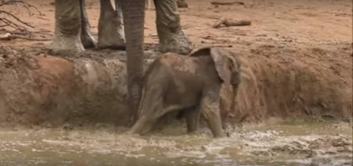 Az elefántmama kétségbe esik mert kicsinyét nem tudja kihúzni a tóból – amit ezután tesz az őrület