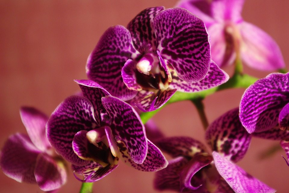 Így ültesd át az orchideáidat, hogy gyorsan virágba boruljanak