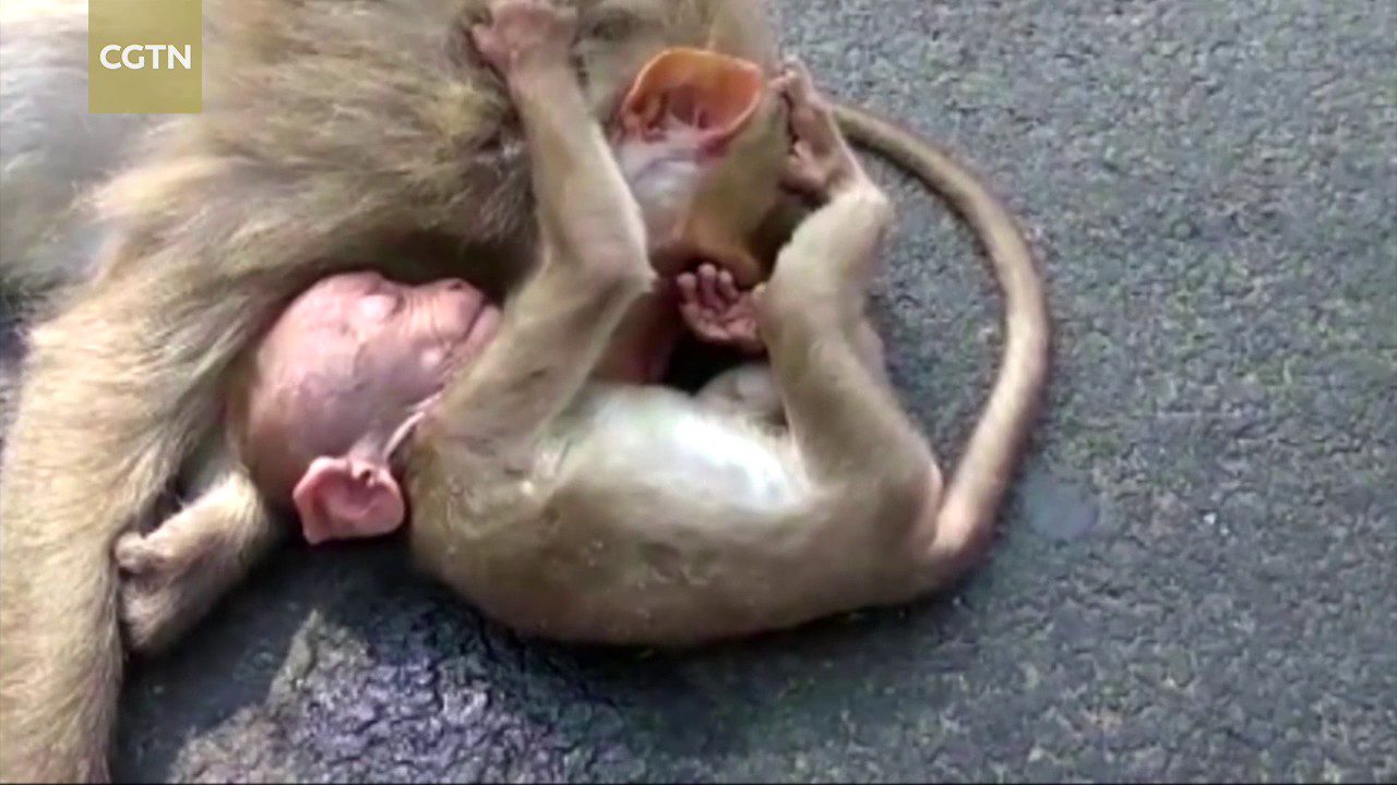 Szívszorító, ahogy öleli elgázolt anyját a majom bébi