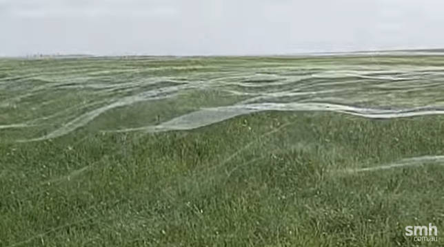 Rémálommá változtatta a mezőt a gigantikus pókháló