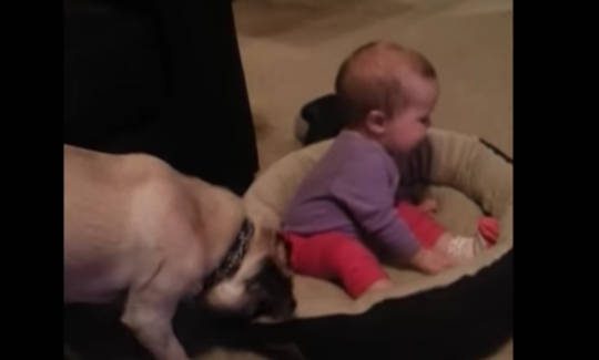 A kislány befekszik a kutya ágyba… feltétlenül nézd meg a kutya reakcióját! - VIDEÓ