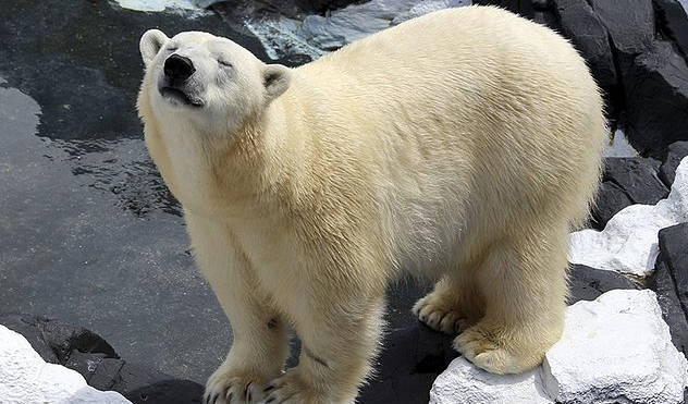 Belehalt egy megtört szívű jegesmedve, miután egyetlen társától elválasztották… - VIDEÓ 1