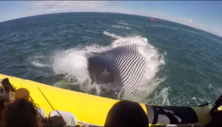 Egy turistának sikerült levideóznia az óceán legnagyobb lakóját… hihetetlen felvétel! - VIDEÓ