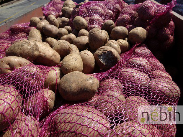 Veszélyes krumplit csempésztek Magyarországra 2