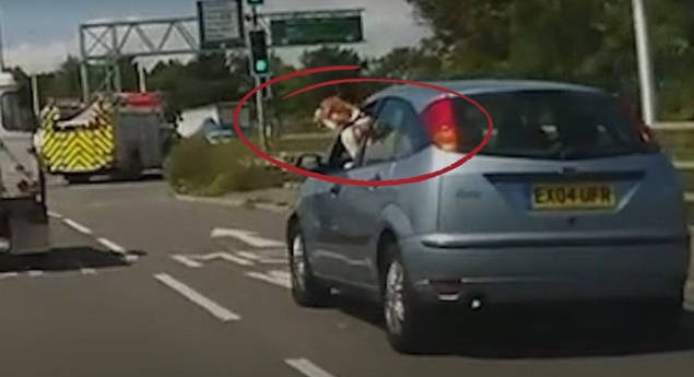 Nyakánál fogva lógott a kutya a főúton haladó kocsin – videó