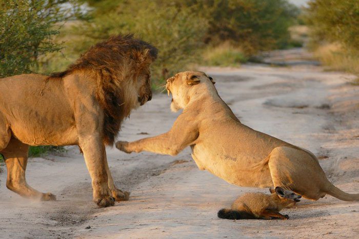 Az oroszlán egy sebesült rókát talál – amit ezután tesz attól a fotós könnyezni kezd 4