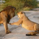 Az oroszlán egy sebesült rókát talál – amit ezután tesz attól a fotós könnyezni kezd 4