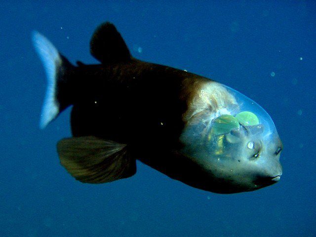 Első pillantásra átlagos halnak néz ki, de amikor az emberek meglátták a fejét megdöbbentek… - VIDEÓ