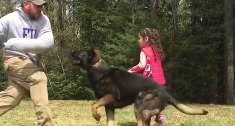 Fenevadként védi a támadótól a kislányt a hű kutya – videó