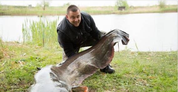 Gigantikus méretű tavi szörnyet fogtak ki a magyar horgászok