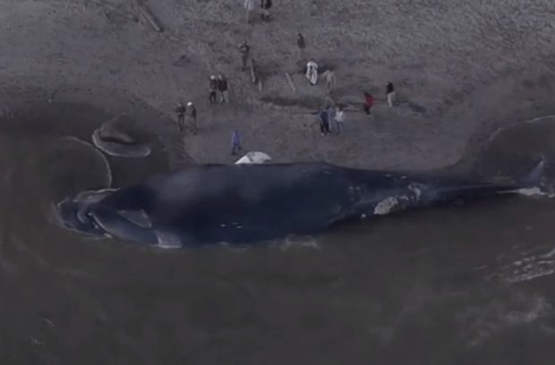 Gigantikus mutáns bálna vetődött partra, ilyet még nem láttál
