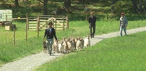 20 kecskét vettek a svédek a migránsoknak, hogy legyen munkájuk...