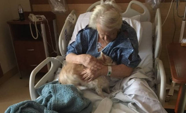 Terhesnek álcázta magát, hogy a nagyi kutyáját becsempészhesse a kórházba