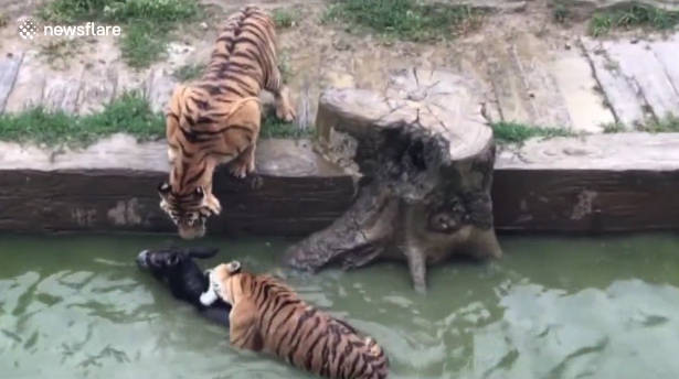 Borzalmas dolog történt az állatkertben, videóra vették az egészet - VIDEÓ