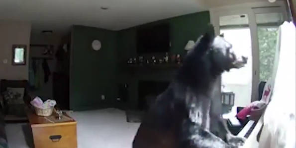 Ilyet még biztosan nem láttál! Zongorázó medvét vett fel egy biztonsági kamera - VIDEÓ
