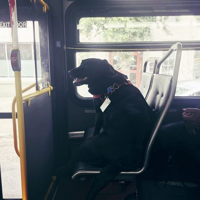 Ez a kutya minden nap egyedül buszozik a parkba