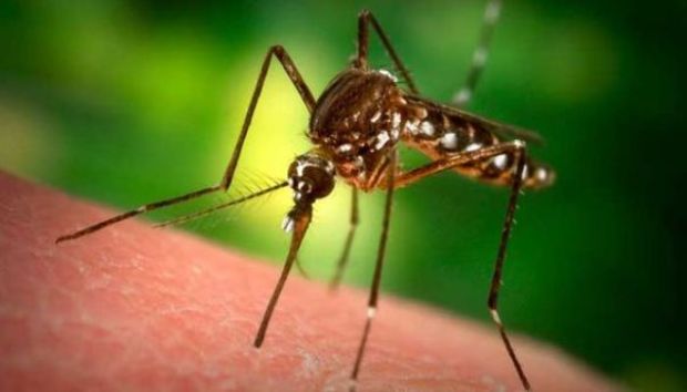 A szúnyogokat tényleg vonzza a fény? 8 mítosz és az igazság