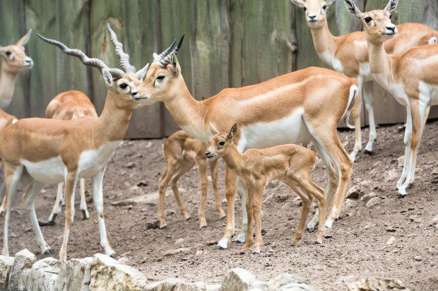Cukik a veszprémi indiai antilopok