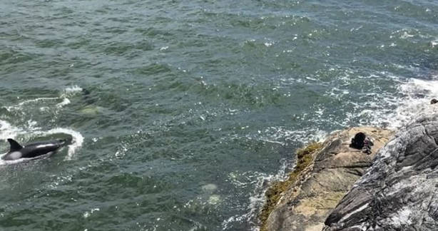 Gyilkos bálnák okoztak pánikot a népszerű strandon - VIDEÓ