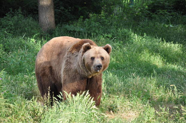 Kétszázan zuhantak a halálba a vérengző medve miatt