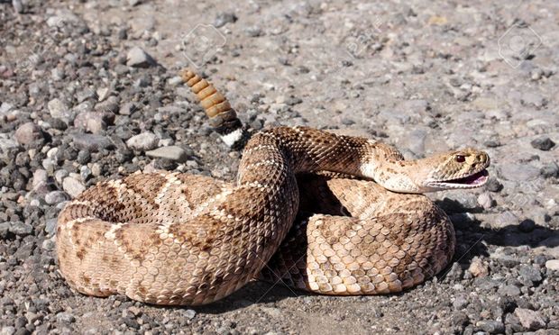 Megharapta taktaharkányi gazdáját a texasi csörgőkígyó