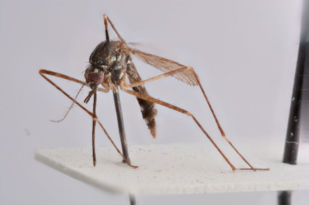 Veszélyes szúnyogok röpködnek Magyarországon