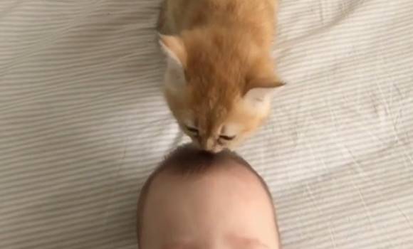 Lefeküdt a macska a kisbaba mellé… olyan dolgot tett a gyerekkel, amitől a szülők is sokkot kaptak!