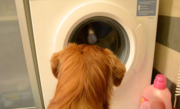 Senki sem hitte el neki mit csinál a kutyája mosás közben, ezért készített egy videót! Nem hittünk a szemünknek!