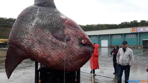 Ezt nem hiszed el: Busz méretű mutáns hal a város főterén
