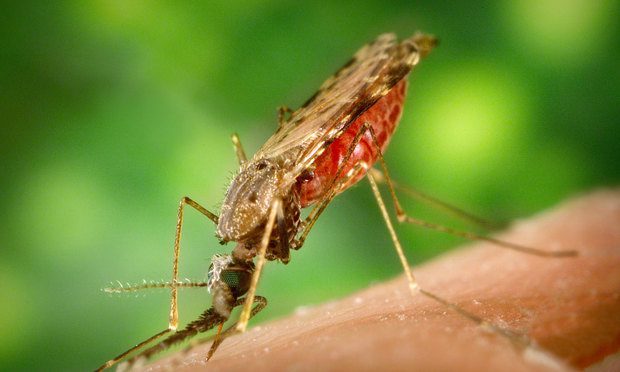 Veszélyes szúnyogtól tartanak az orvosok, rejtélyesen halt meg egy kislány